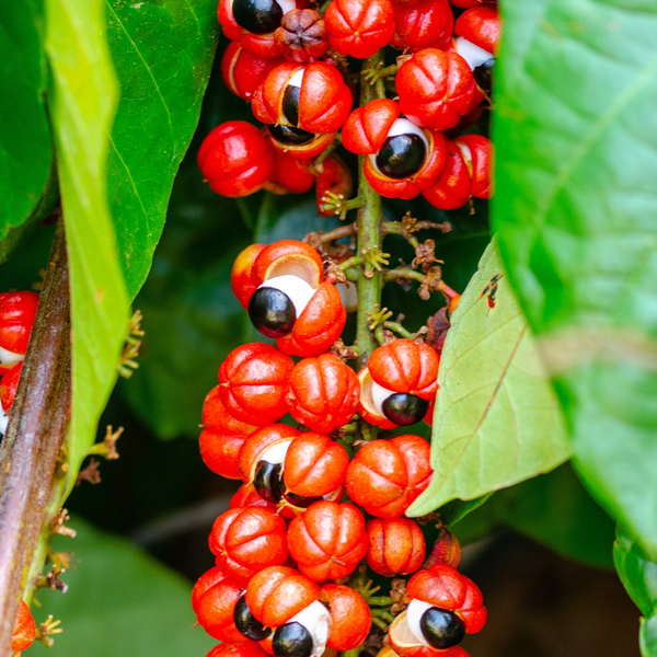 Guaraná