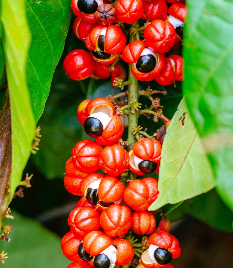 Guaraná