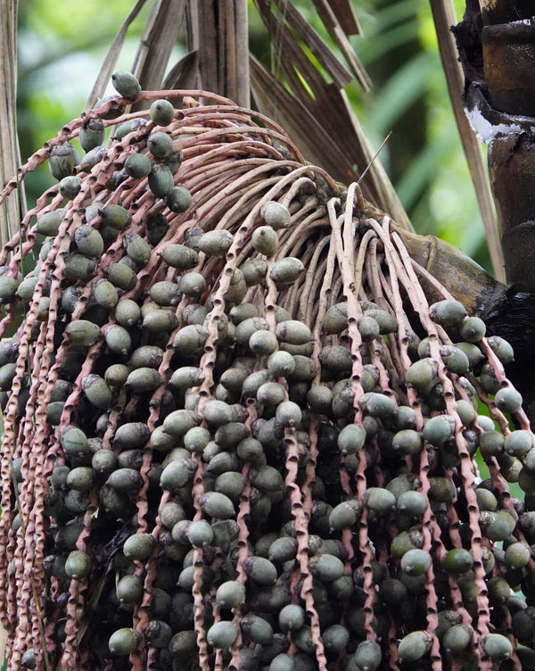 Patauá Oil