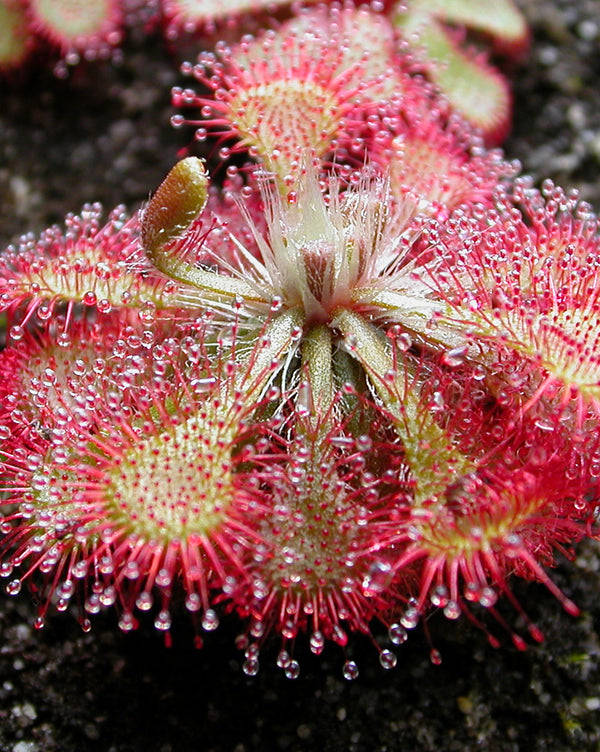 Drosera